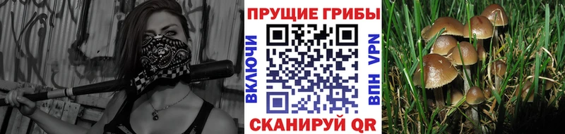 Галлюциногенные грибы Psilocybe  Ардатов 